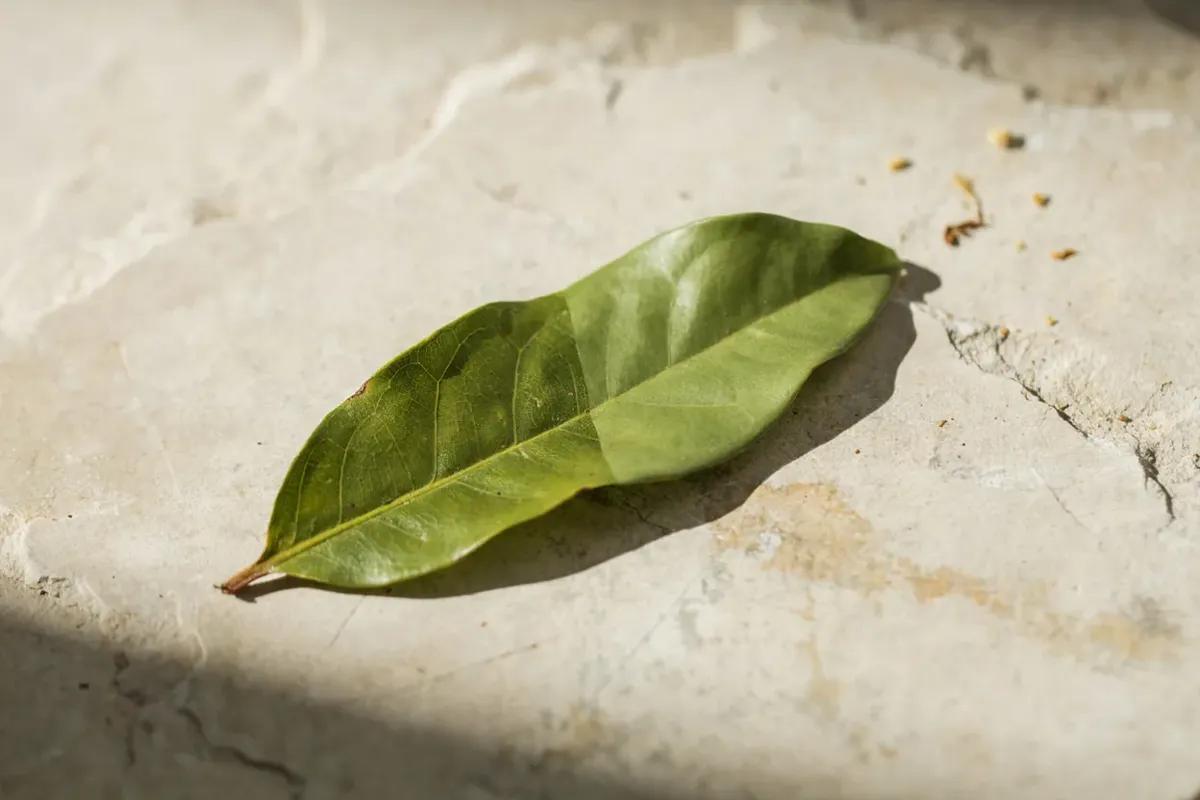Ein grünes Blatt auf hellem, mattem Naturstein im weichen Tageslicht.